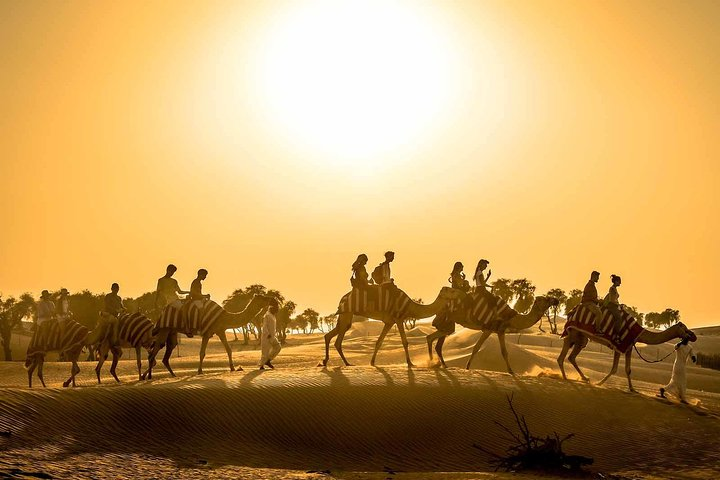 Experience the serene beauty of the Arabian Desert on a camel trek soaking in the golden sunset while engaging in traditional activities at a Bedouin campsite.